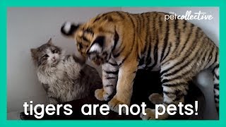 Tigers Are Not Pets | The Pet Collective