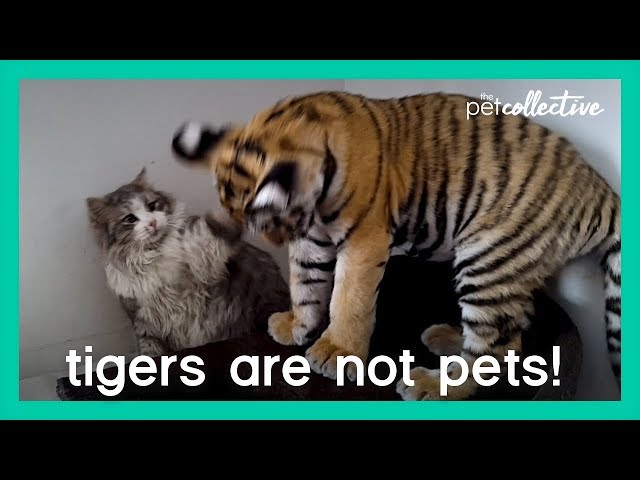Tigers Are Not Pets | The Pet Collective
