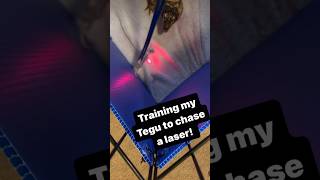 Laser Training My Giant Lizard! Full video on my channel now! 🦎✌️ #shorts