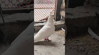 White Pigeon