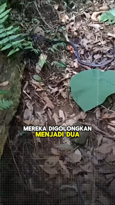 why you have to be in Indonesia 😱