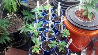 Grower E ft BMan73