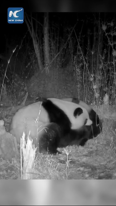 Rare footage of wild giant pandas mating captured in NW China
