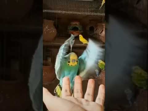 Hand trained parrot.
