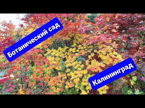 Video: Kaliningrad Botanical Garden