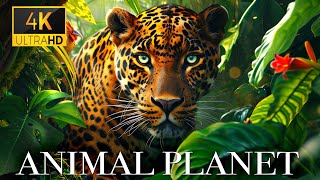 Animal Planet 4K - Amazing World of Animal Kingdom | Scenic Relaxation Film by Scenic Scenes 22,638 views 2 months ago 30 minutes