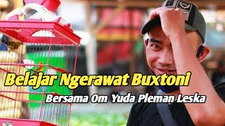 Belajar merawat pleci buxtoni bersama Yuda Pleman Leska