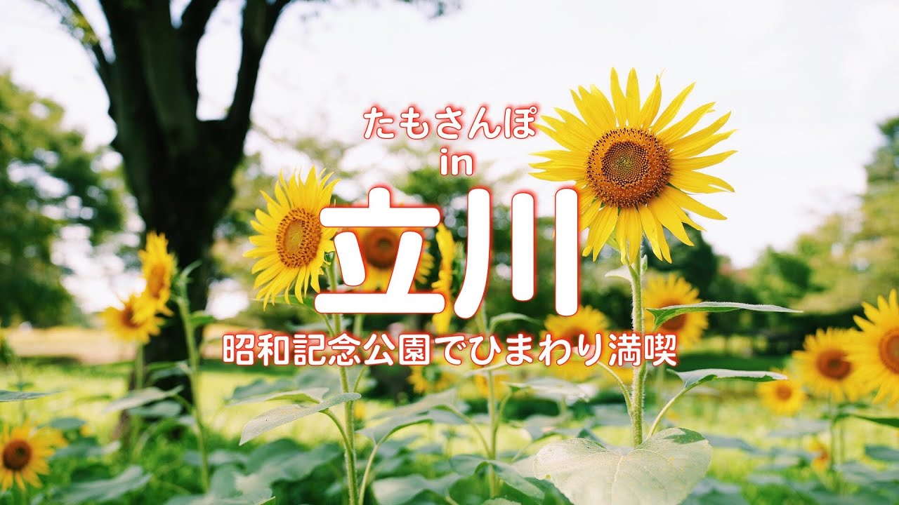 デートスポット 昭和記念公園でひまわり 満喫デート 自転車は2人で仲良く二人乗り Youtube