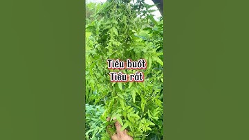 Tiểu buốt tiểu rắt thì các bác tìm cậy này nhé rất hiệu quả.#shortvideo