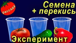 Замачивание семян в перекиси водорода перед посадкой