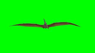 dinosaur pterodacty flying green screen
