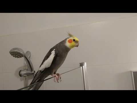 Phoebe happy Cockatiel singing Totoro in the bathroom