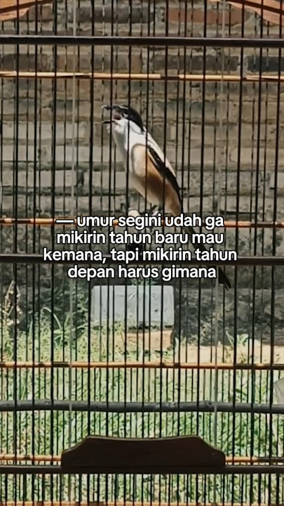 story atau status wa burung cendet
