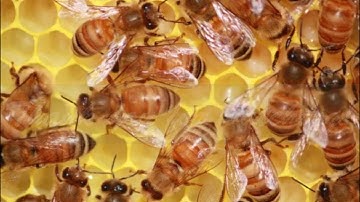 Honeybees Inside the Hive