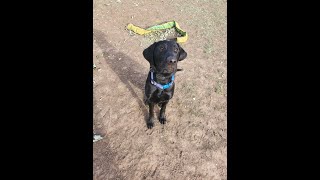 Oliver - 7 Month Old Lab - Dog Training Omaha Nebraska, Off Leash Reliable Dog Training by Nebraskadogtrainers.com 12 views 1 month ago 6 minutes, 18 seconds