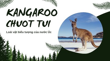 10 PHÚT ĐỂ HIỂU VỀ LOÀI KANGAROO - BIỂU TƯỢNG CỦA NƯỚC ÚC | VIDEO 4K | ANIMALS DOCUMENTARY