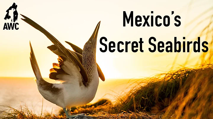 Mexico's Secret Seabirds | AWC Episode 1