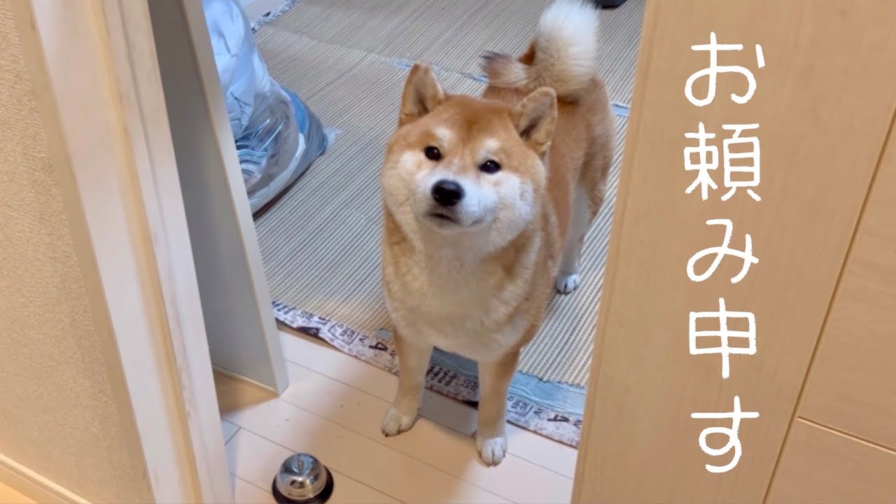 何かを伝えたい柴犬、あの手この手で…… 一生懸命お願いする姿に