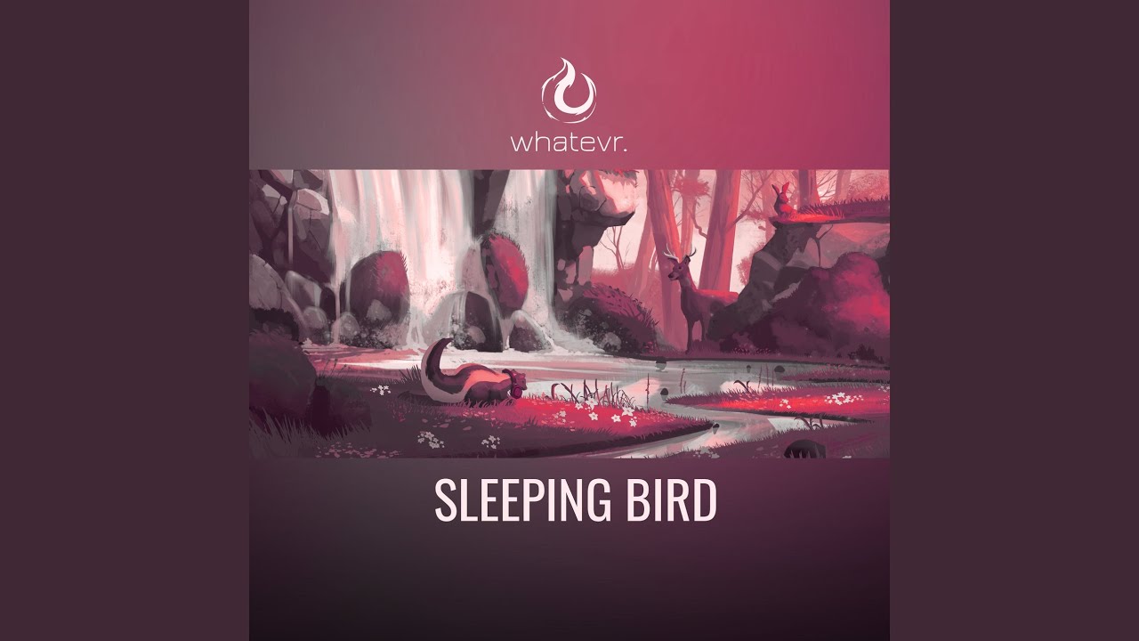 Watch sleeping bird on YouTube Watch sleeping bird on YouTube