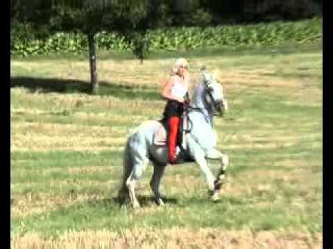 Хорс видео. Riding Ladies youku. Riding Ladies Horse Videoclip. Riding Ladies clips 4 all. Cavalry Spur Ride.