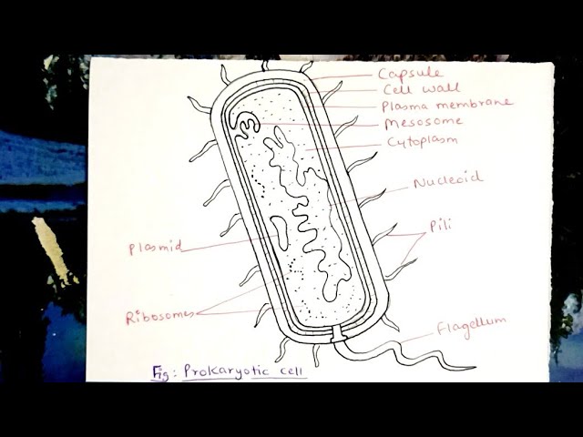 Draw a neat labelled diagram of a prokaryotic cell. - Science | Shaalaa.com
