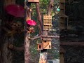 Woman Builds Squirrels A Tiny Resort To Beat The Heat | The Dodo