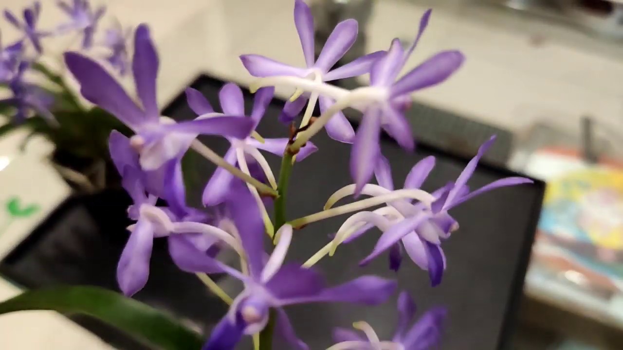 沒想過那美的蘭花| 日本紫色風蘭| 值得收藏蘭花| Japanese purple wind