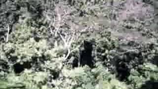 Canopy Tour - Jamaica