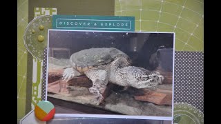 Page Kit: Turtle