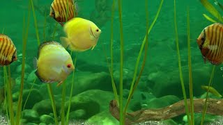 Virtual Aquarium || Fish Farm 3 || Tengok Discus Farm screenshot 3