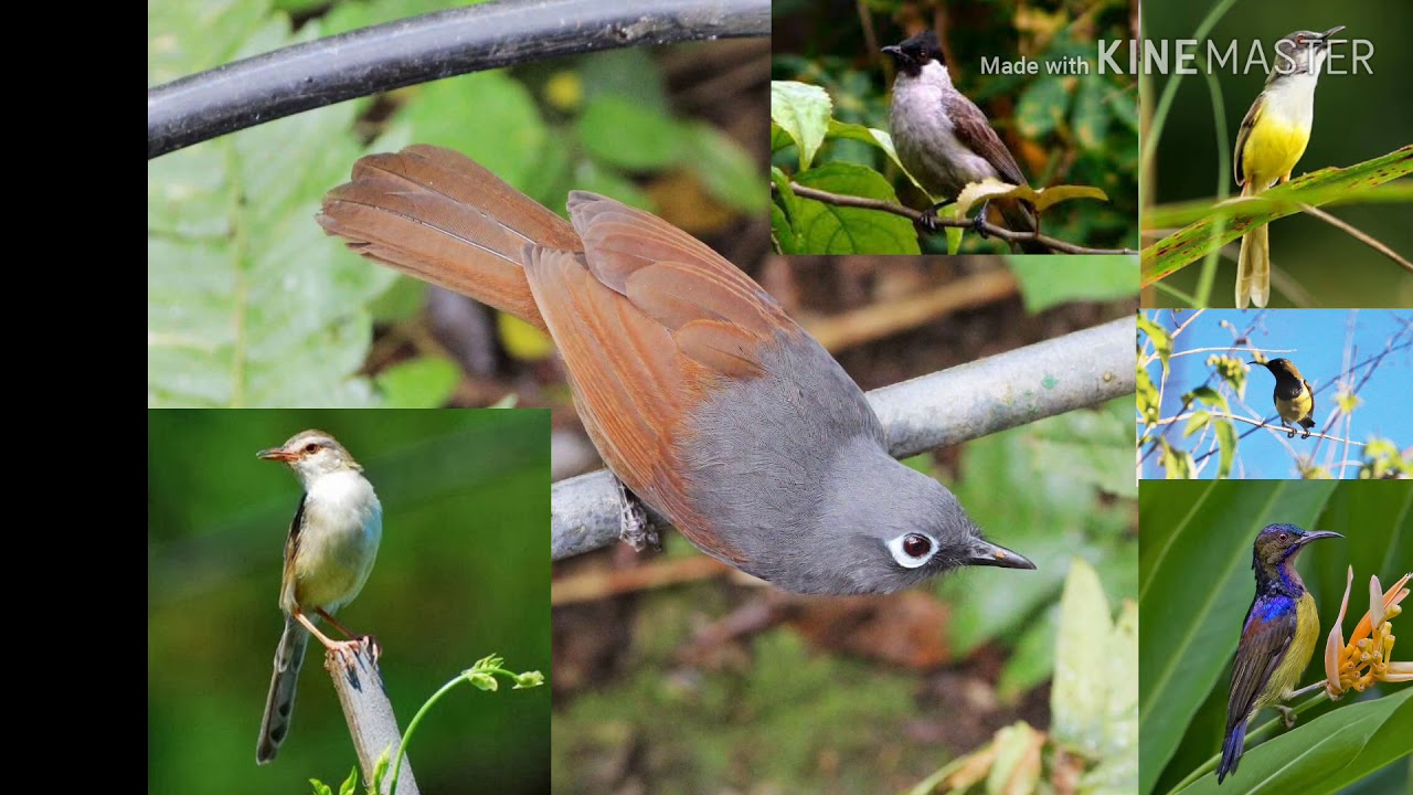 Suara burung ribut pikat / pulut burung kecil dan besar  