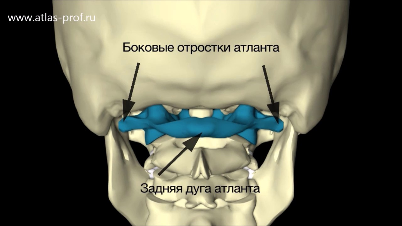 Атлант - первый позвонок | аксис - второй позвонок - YouTube