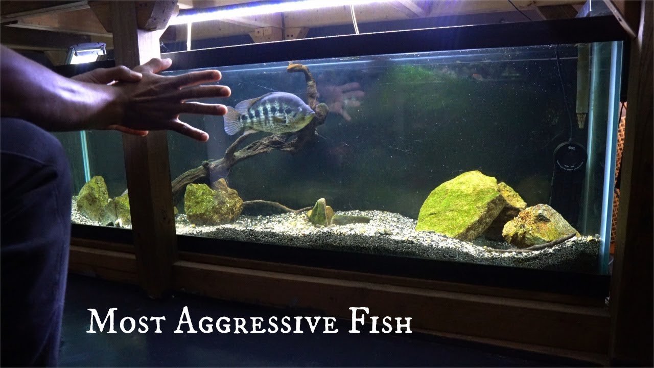 10 Minutes With My Most Aggressive Fish - YouTube
