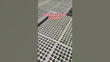 Cây giống cúc pico cấy mô vụ tết 2026 #caygiongcucpico #cucpico #caygiong #picotrung