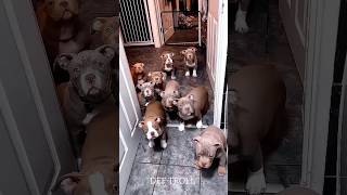 Bright Animal Awakening