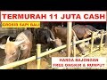 Harga bajongan hewan qurban 2024 termurah 11 juta cash grosir sapi bali bebas laka dan banjir