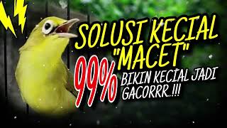 Download Lagu Masteran Kecial Kuning Ampuh 99% Ampuh Bikin Kecial MACET Jadi GACORRR‼️ MP3