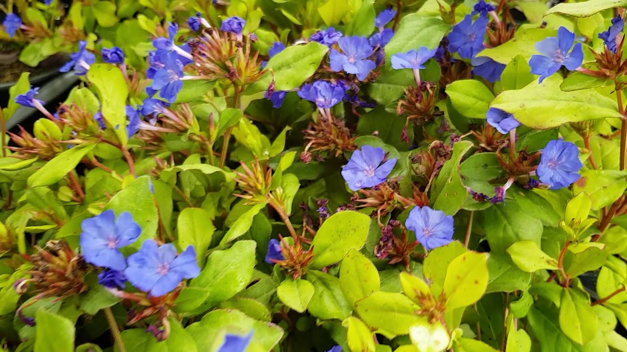 Ceratostigma plumbaginoides