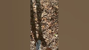 Rhythmic Walking on Different Surfaces