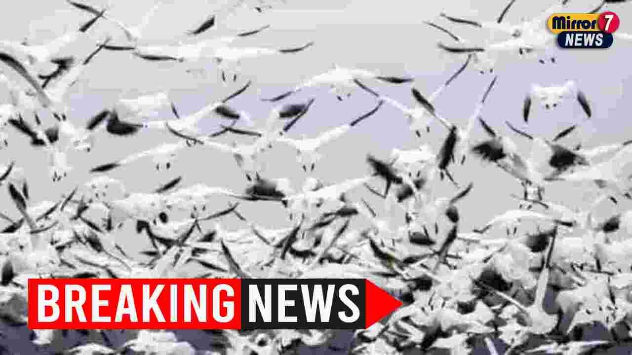 Possible pandemic concerns rise with largest bird flu outbreak - YouTube