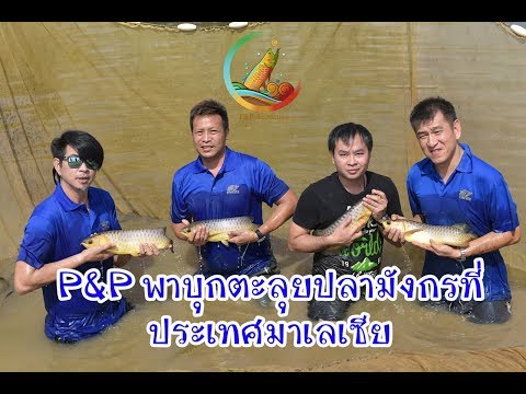 พาบุกตะลุยปลามังกรที่มาเลเซีย P&P Arowana เชียงใหม่ ขายปลามังกร