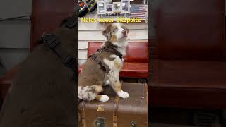 Nalas neuer Sitzplatz #australianshepherd #dog #hunde #song #viral #bluemerle #cute #love #music