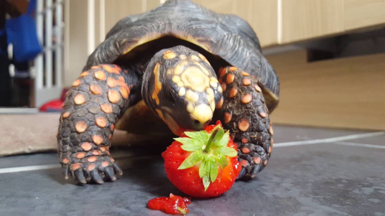 Red Footed Tortoise Diet What To Feed Your Pet