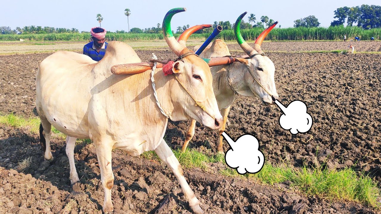 Bullock in mud leveling working style | Bullockcart | cow videos | two framer vs Bullock in field