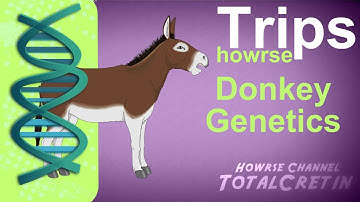 Donkey Genetics - Howrse Trips