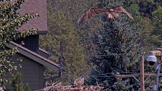 Wensi Calls In Iris When Intruder Arrives On Hellgate Osprey Cam | August 13, 2026