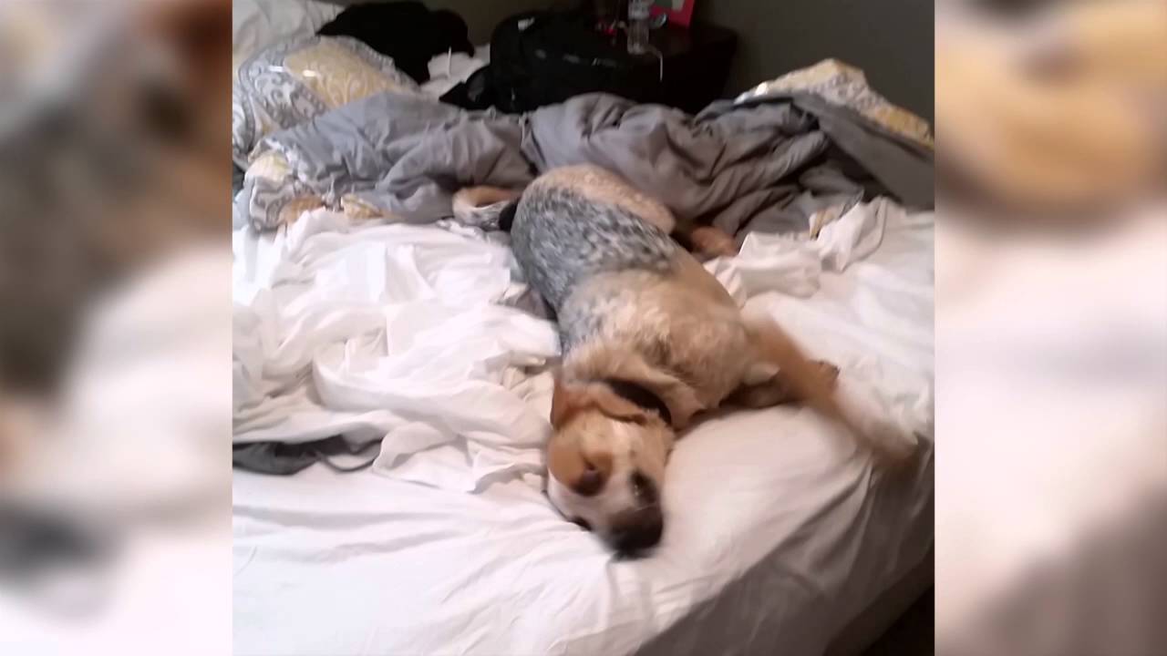 persami smp Dog Loves Febreeze