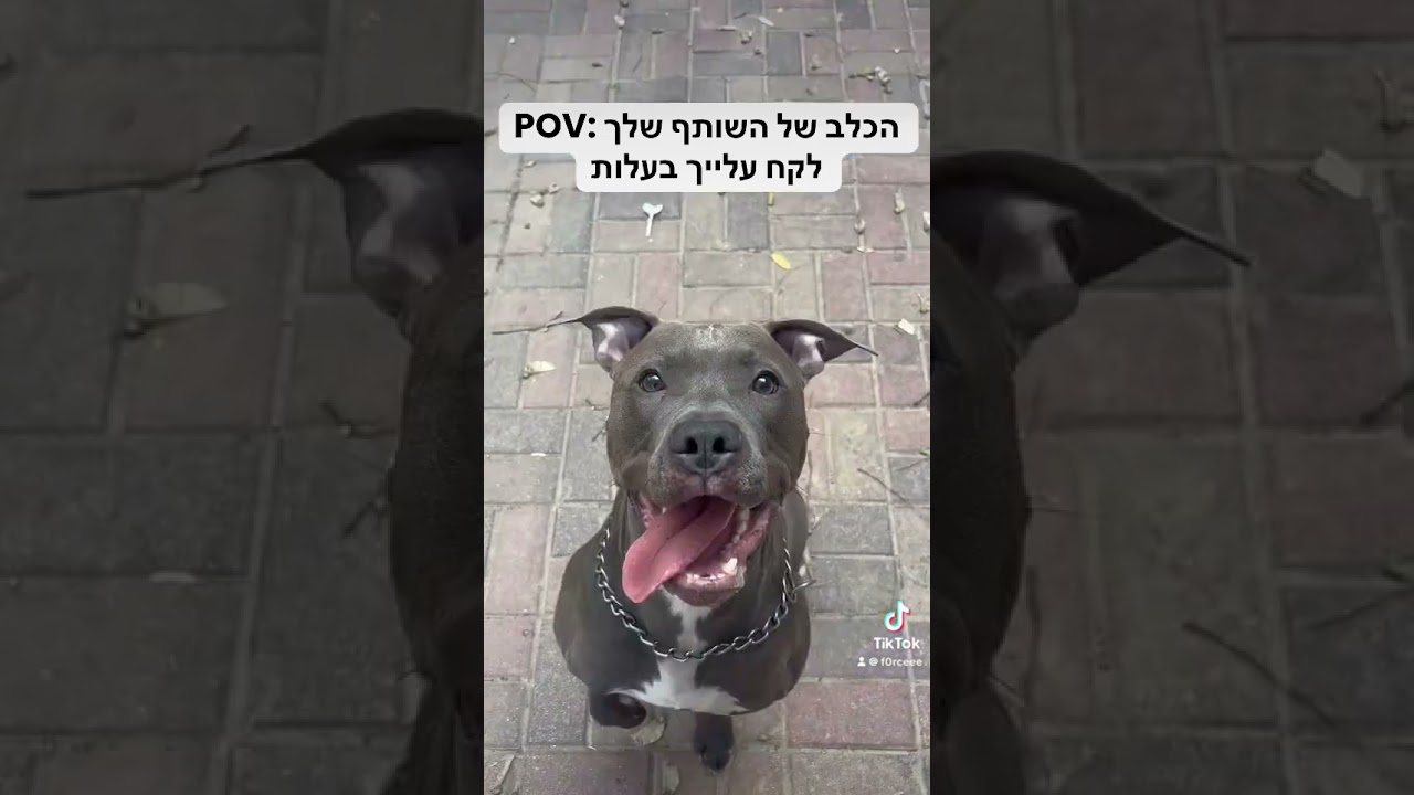ברו מסתכל עליי כאילו הוא משלם שכירות