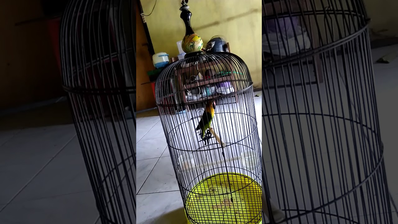 Lovebird ngetik 