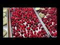 FREEZE DRYING RASPBERRIES AND CRANBERRIES HARVEST RIGHT